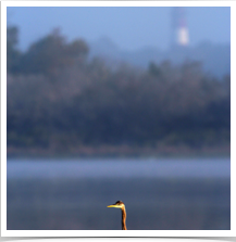 Great Blue Heron - Lighthouse